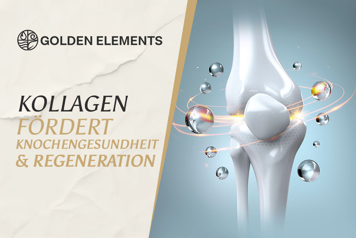 Kollagen-Peptide für Muskelkraft und Körperzusammensetzung
